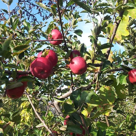 Cirasellaetna Farm stay